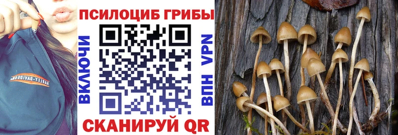 Купить закладки  Губаха  Галлюциногенные грибы Magic Shrooms 